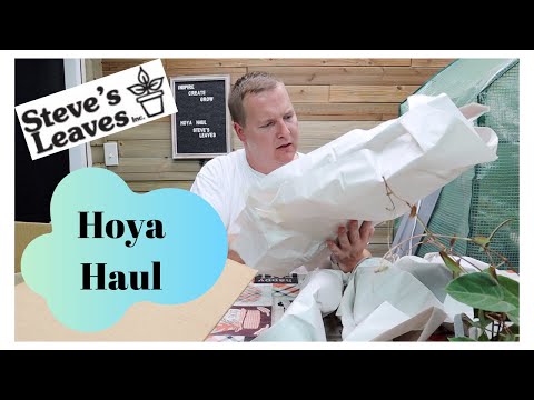 Steve's Leaves Hoya Haul