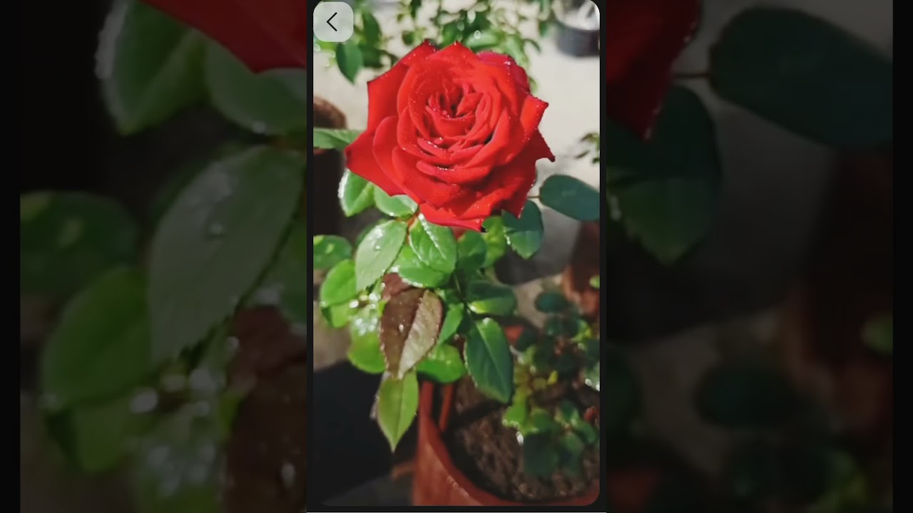flower 🌹#shorts #shortvideo #love # #youtubeshorts #trending #song #viral #viralvideo 💐💐🌿🥀🌿🌹❤️🌿🥀🌿