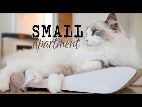 Can CATS live in a 𝚜𝚖𝚊𝚕𝚕 𝚊𝚙𝚊𝚛𝚝𝚖𝚎𝚗𝚝? | Ragdolls Pixie and Bluebell