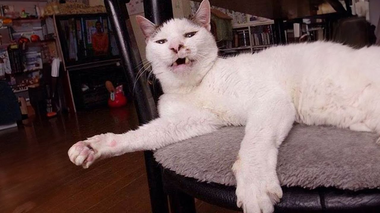 These CATS that will MAKE you LAUGH OUT LOUD! 🐱 - YouTube