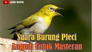 Download lagu SUARA BURUNG PLECI ROMBONGAN TANPA SKYLARK mp3