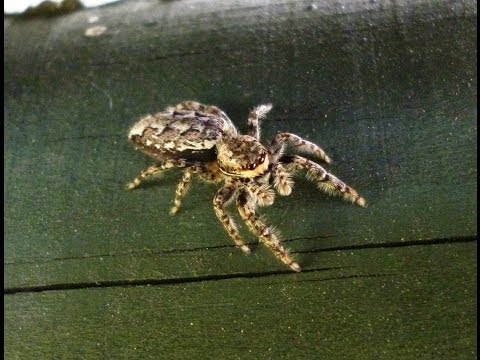 Skákavka machová (Marpissa muscosa) — terárium, kŕmenie a správanie