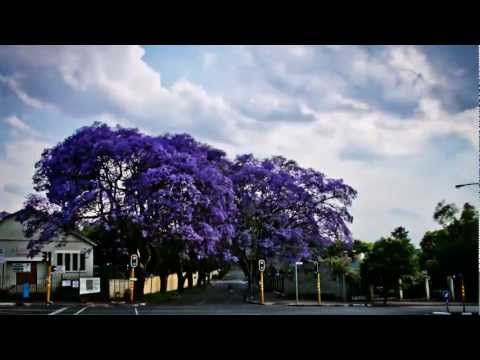 Jozy's Jacarandas