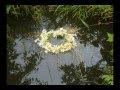 Ромашки цветы 