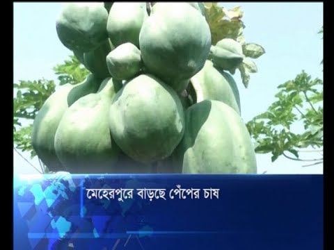 মেহেরপুরে বাড়ছে পেঁপের চাষ