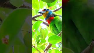 Download lagu Burung Barbet Taiwan memanggil #shorts mp3 Download lagu Burung Barbet Taiwan memanggil #shorts mp3