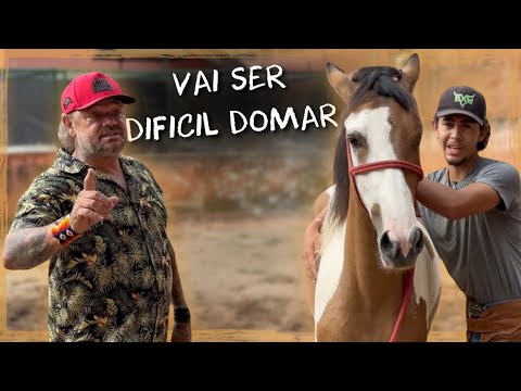 COMEÇAMOS A DOMAR NOSSOS CAVALOS! | A CASA DOS BICHOS