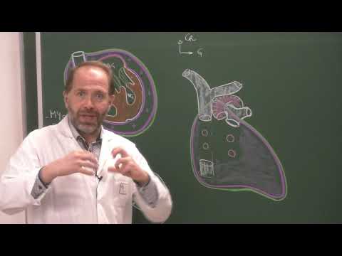 Thorax 4 - Structure du cœur, péricarde, tissu nodal [Heart structure, cardiac conduction system]