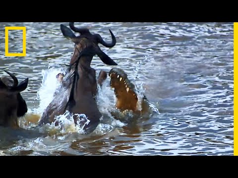 The Nile crocodile, a real scourge for humans... and for wildebeests
