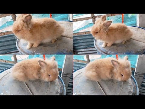 Rabbit eating & playing show.#Nayim pet house 0.2