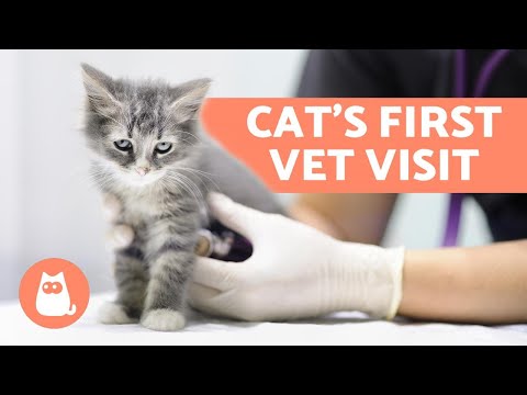 A Cat's First Visit to the Vet - Deworming and Vaccination Schedules