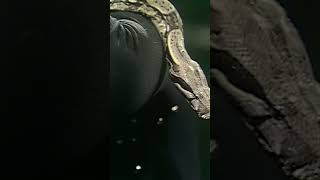 Alice Cooper Shocks with &quot;Is It My Body&quot; | Live on OGWT (1971) #alicecooper #rock