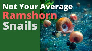 Not Your Average Ramshorn Snails
