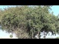 Марокко. Как делают аргановое масло или масло арганы. ARGAN OIL. MOROCCO 