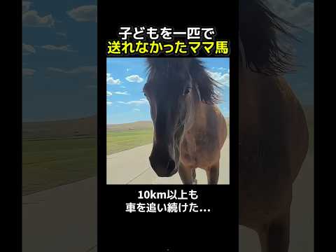 子どもを一匹で送り出せなかったママ馬