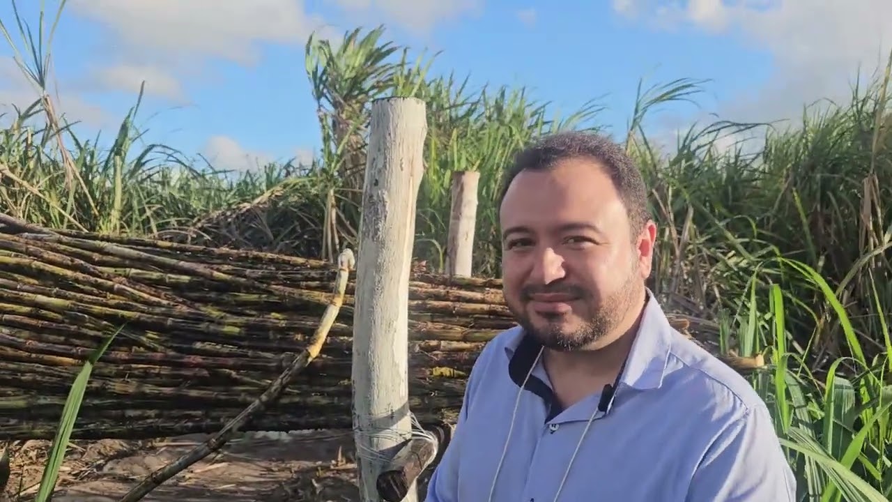 UFAL lança três novas variedades de cana-de-açúcar em Alagoas