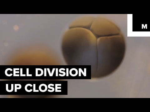 Time-lapse of cell division