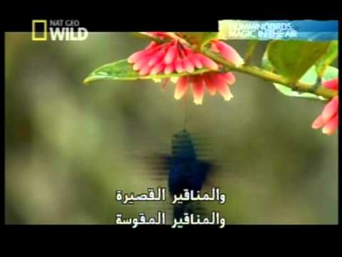 الطيور الطنانة