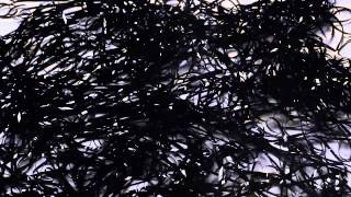 The Orange Peels "The Words Don't Work" (HD)