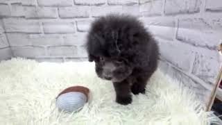 トイプードルの動画01