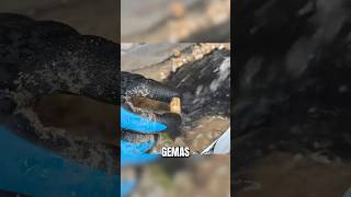 Gastó 600$ en Tierra… y Encontró un Tesoro