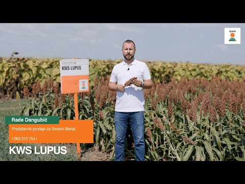Sirak za zrno - KWS LUPUS
