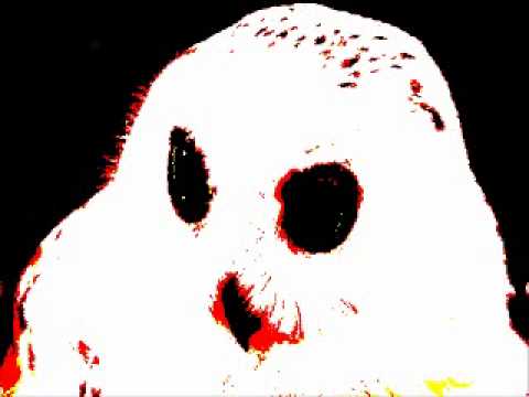 A-MUSH vs KONNEKTOR-CRIMINAL CONTEMPT