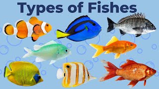 "Exploring 50 Fascinating Fish Species in Their Aquatic Habitat | Underwater Wonders"