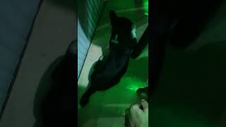 Download lagu kachena jousea eijui thei ahie 😂 😍 🐶 mp3