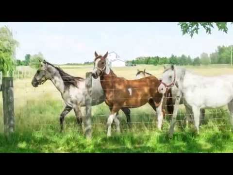 NORTH OF ORANGEVILLE - 22 Acre Horse Farm on Paved Road, For Sale | MARY KLEIN