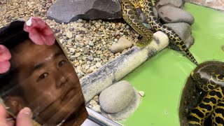 ヘビ vs 野獣先輩
