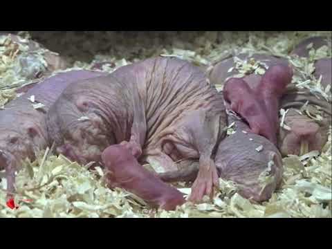 Wieder zahlreicher Nacktmull-Nachwuchs im Tierpark Berlin