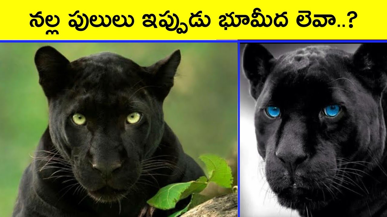 Black Panther Extinct Animal Telugu Facts Mr Raja Facts Bmc Facts Pet Tube