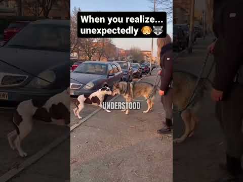 Wolves have infinite aura 🗿