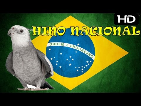 Hino Nacional Para Treinamento de Calopsitas - 2 Horas