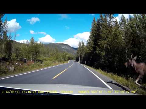 Elg krasj, Moose Crash