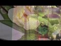 Девочки - Солист ВИА Синяя птица - Александр Дроздов 