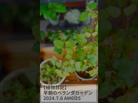 南向きのベランダに植える植物はどれ？太陽を愛する必須の6種  庭園
