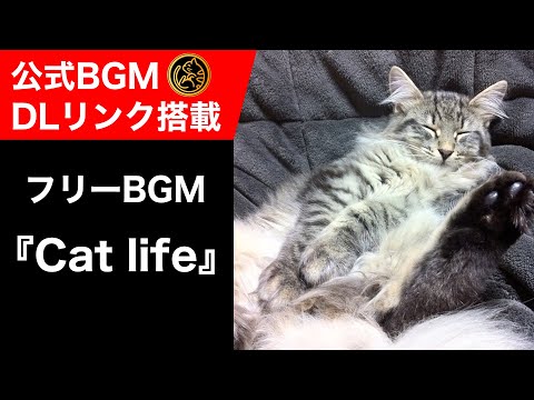 【YouTuber定番】水溜りボンド定番BGM - Cat life