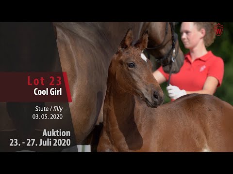 Westfälische Online Auktion 23. - 27. Juli: Lot 23 Cool Girl Stute v. Charthago - Blue Caspar