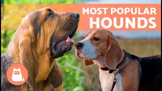 Download lagu 7 HOUND DOG BREEDS 🐶 | Top 7 Sniffer Dogs ✅ mp3