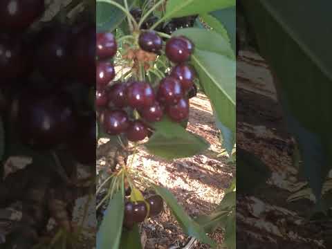 DARK CHERRIES 🍒