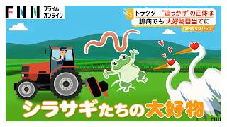 臆病なのに追っかけの理由は？シラサギがトラクターの後ろにいるワケ 実は掘り起こされるカエルやミミズが大好物（2026年05月22日）