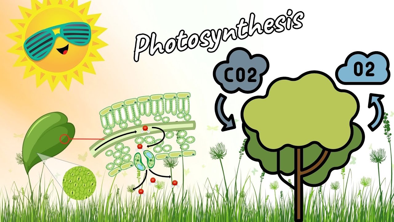 Definition of photosynthesis