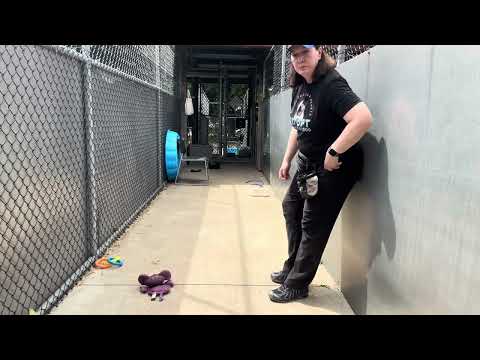 Skydiver, adoptable American Pit Bull Terrier / Bull Terrier at Chicago Animal Care and Control