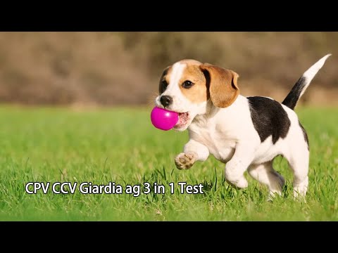 Dog disease 3 in 1 test CPV+CCV+Giardia Ag