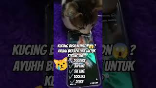 Download lagu apa yang kucing ini lakukan hati sedih melihat🥹😢#kucingkampung #shortvideo #subscribe mp3