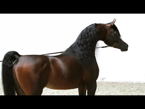 Emerald J - Arabian horse