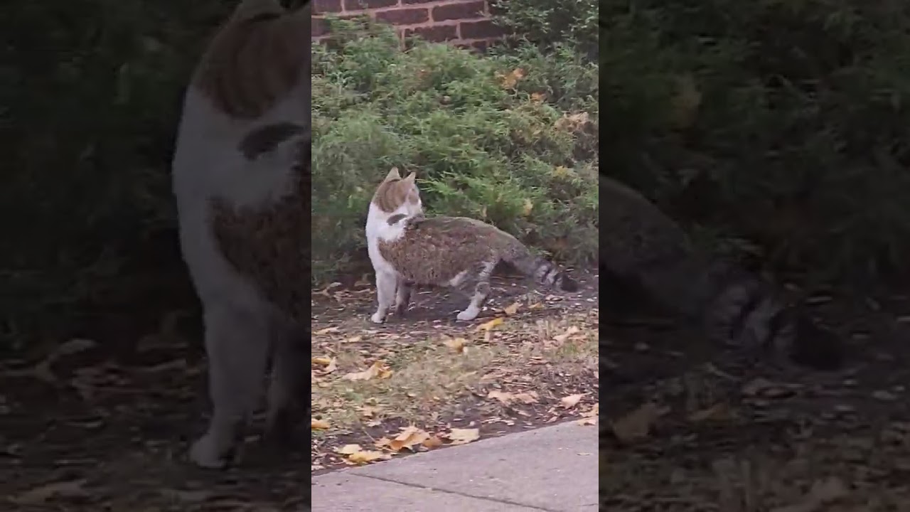 Enlarge Zachariah, a ADOPTABLE mixed breed in CHICAGO, IL video 5/5