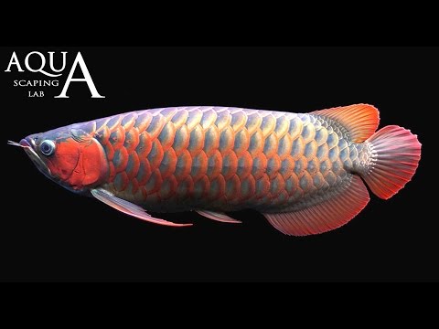 Aquascaping Lab - Arowana Silver and Dragon fish, Osteoglossum Bicirrhosum, Scleropages description